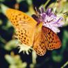 Argynnis paphia